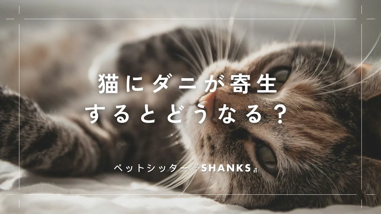 猫にダニが寄生するとどうなる？