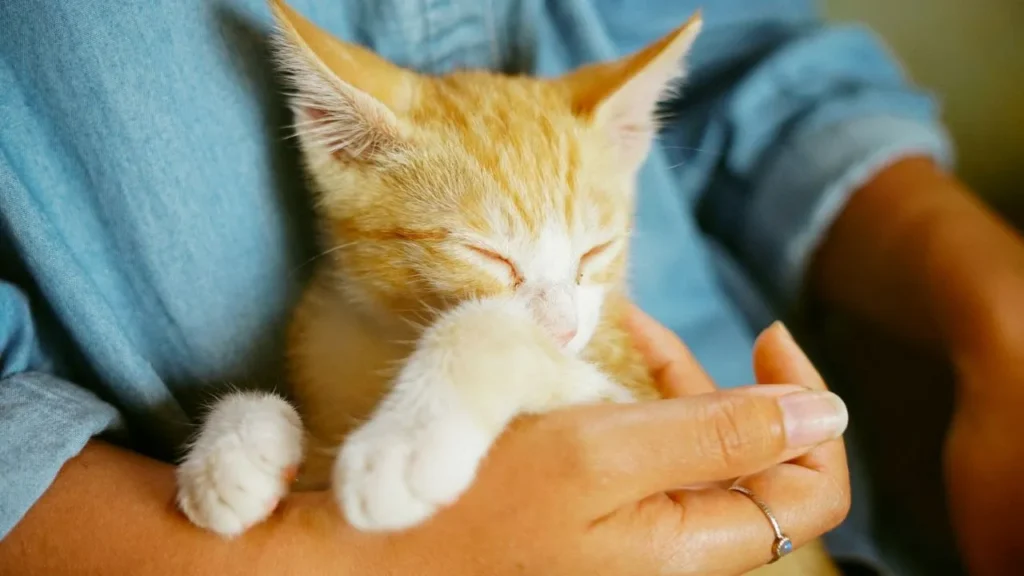 飼い主の手の中で眠る猫